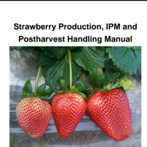 STRAWBERRY PRODUCTION