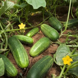 CUCUMBER PRODUCTION GUIDELINES