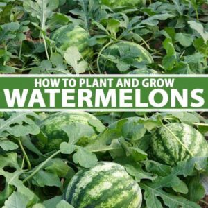 WATERMELONS FARMING