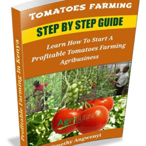 TOMATOES FARMING - TIMOTHY ANGWENYI